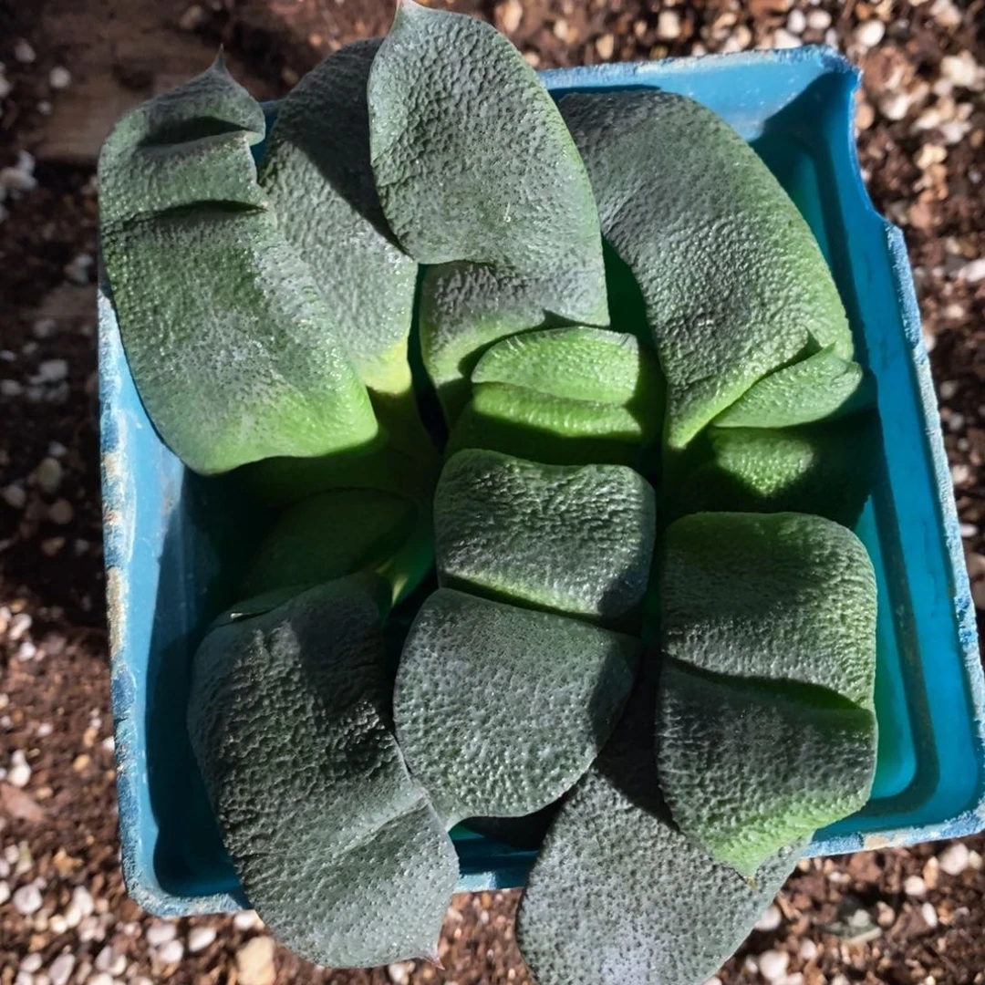 1571 一颗大军配卧牛 超级618福利