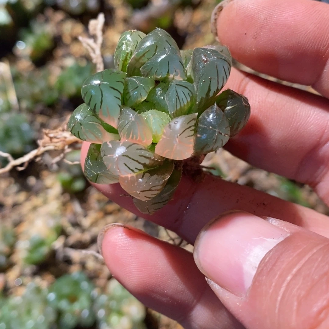 英***姐11120 一颗福利。