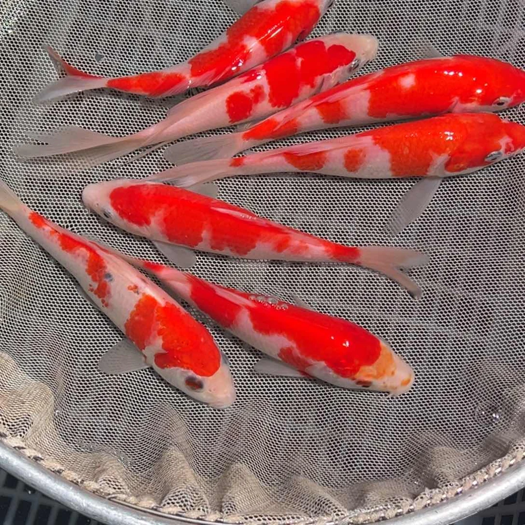 锦鲤锦鲤观赏鱼1111