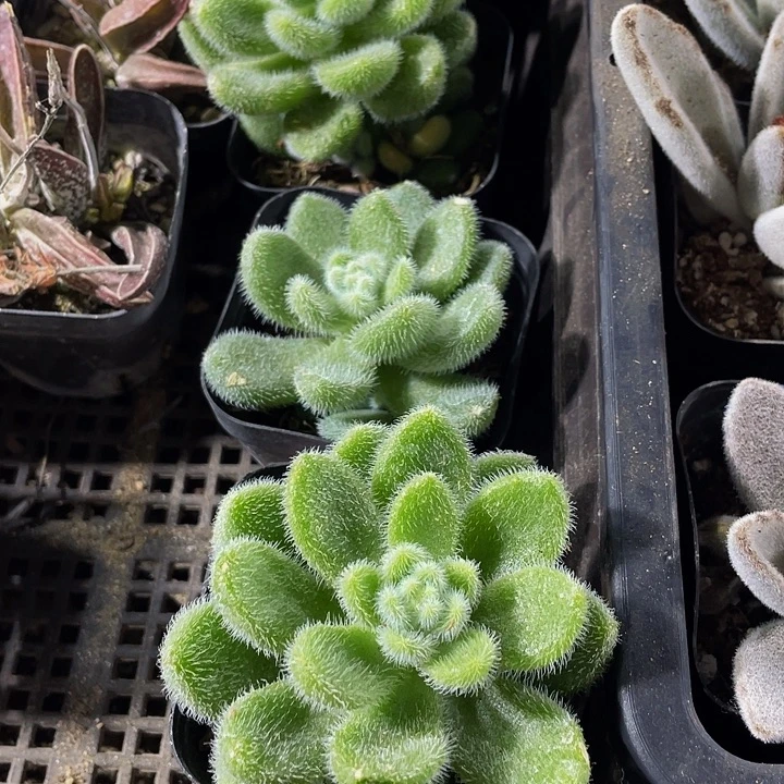 信冻泥带盆土发货