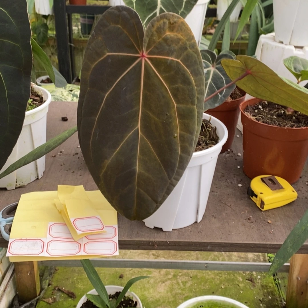 无花朵黑凤凰杂黑桃单叶锦