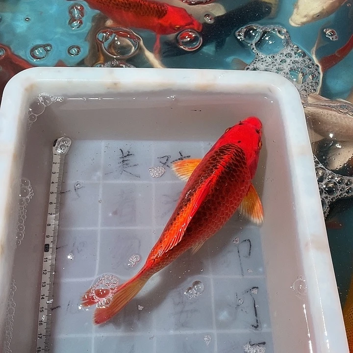 蝴蝶鲤鱼渔场直发10