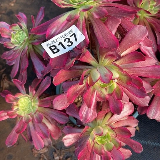 月*多肉植物一个