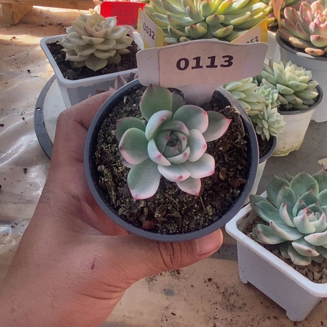 113吉娃娃哈哈哈哈