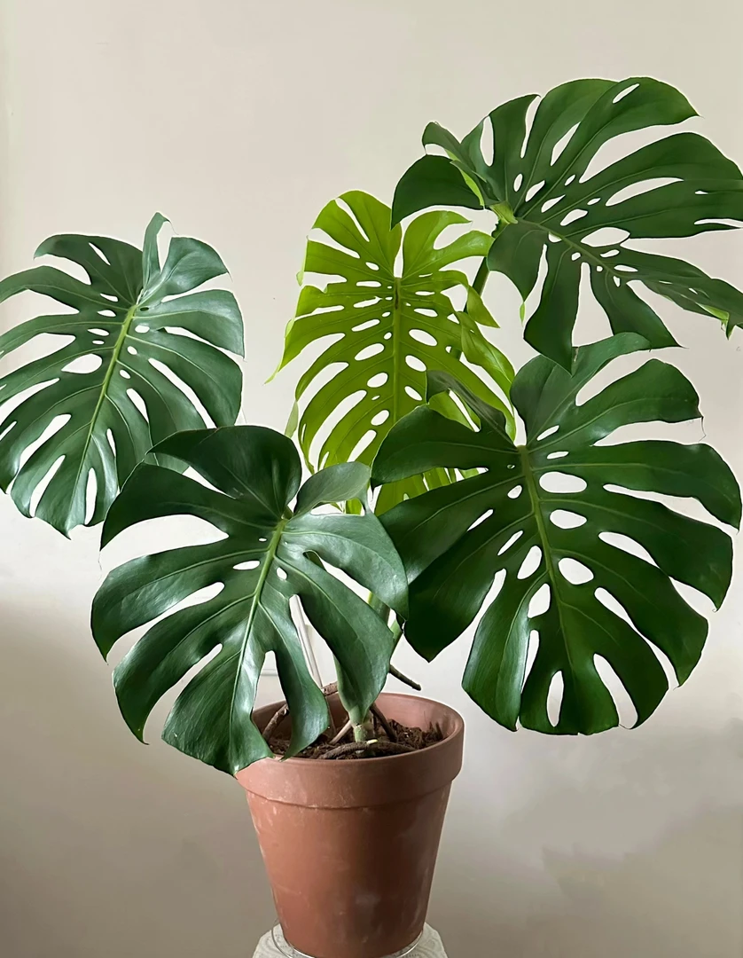 龟背竹大叶盆栽室内客厅绿植