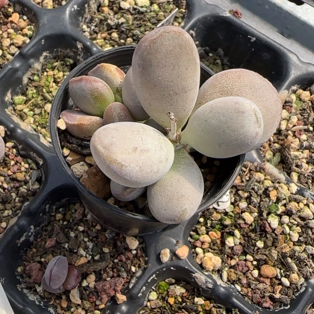 绘***绘仙桃水泡多肉植物
