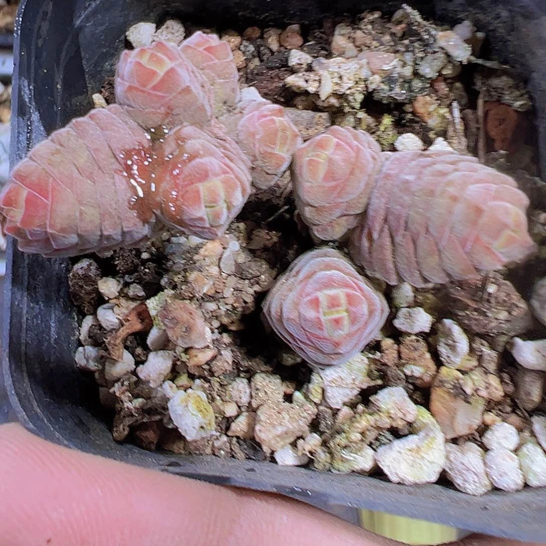 红绒塔19包邮多肉植物