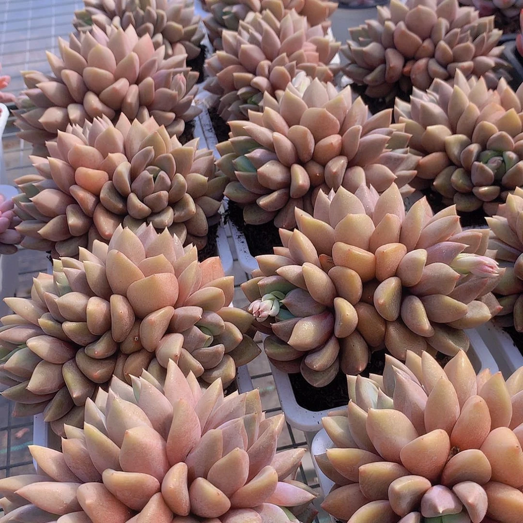 红象牙群w 245789900000