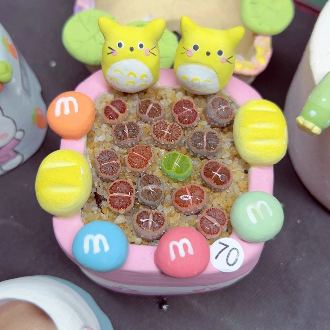 *****完全开放70号的肉肉种荷叶猪发货