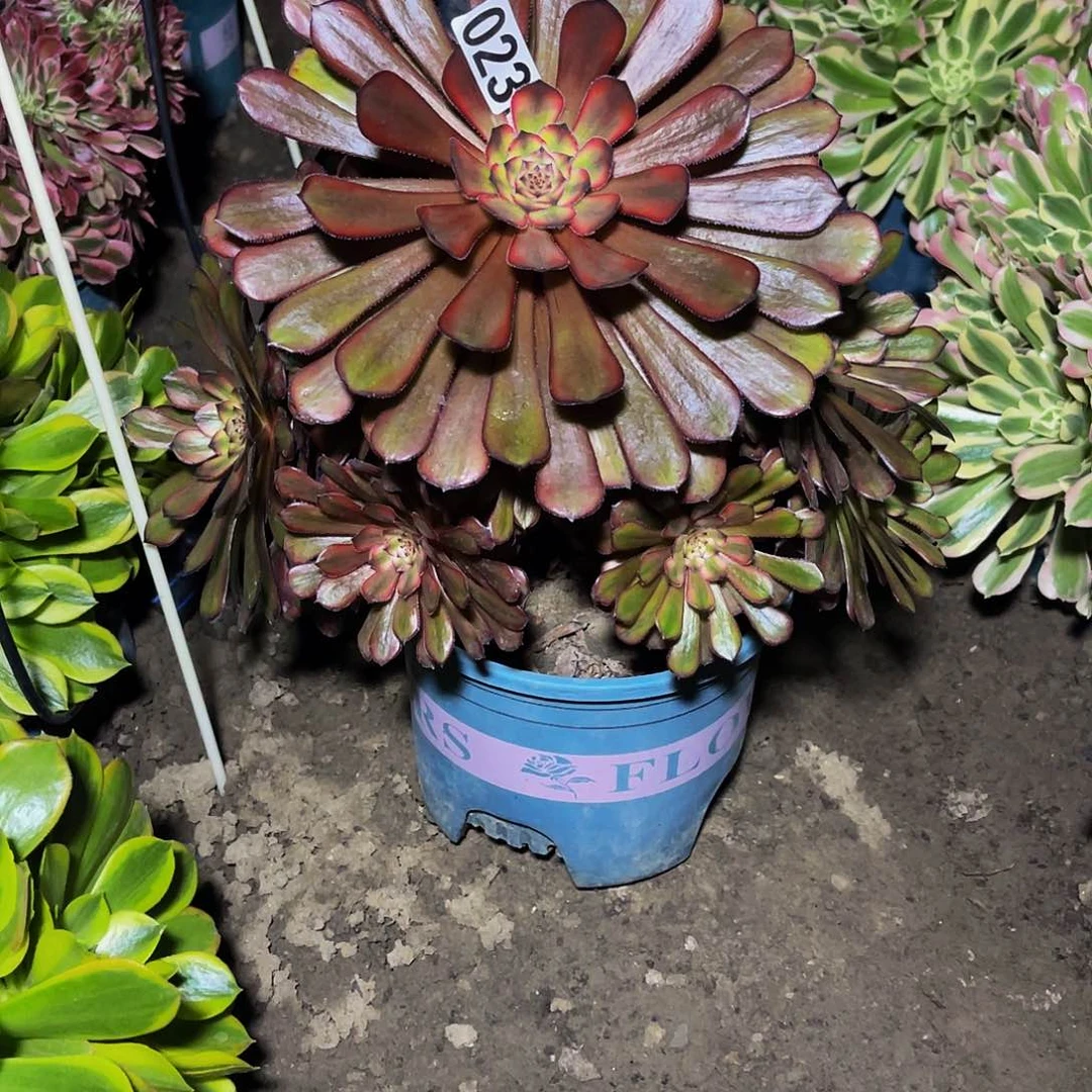 法师法师15//18包邮法师