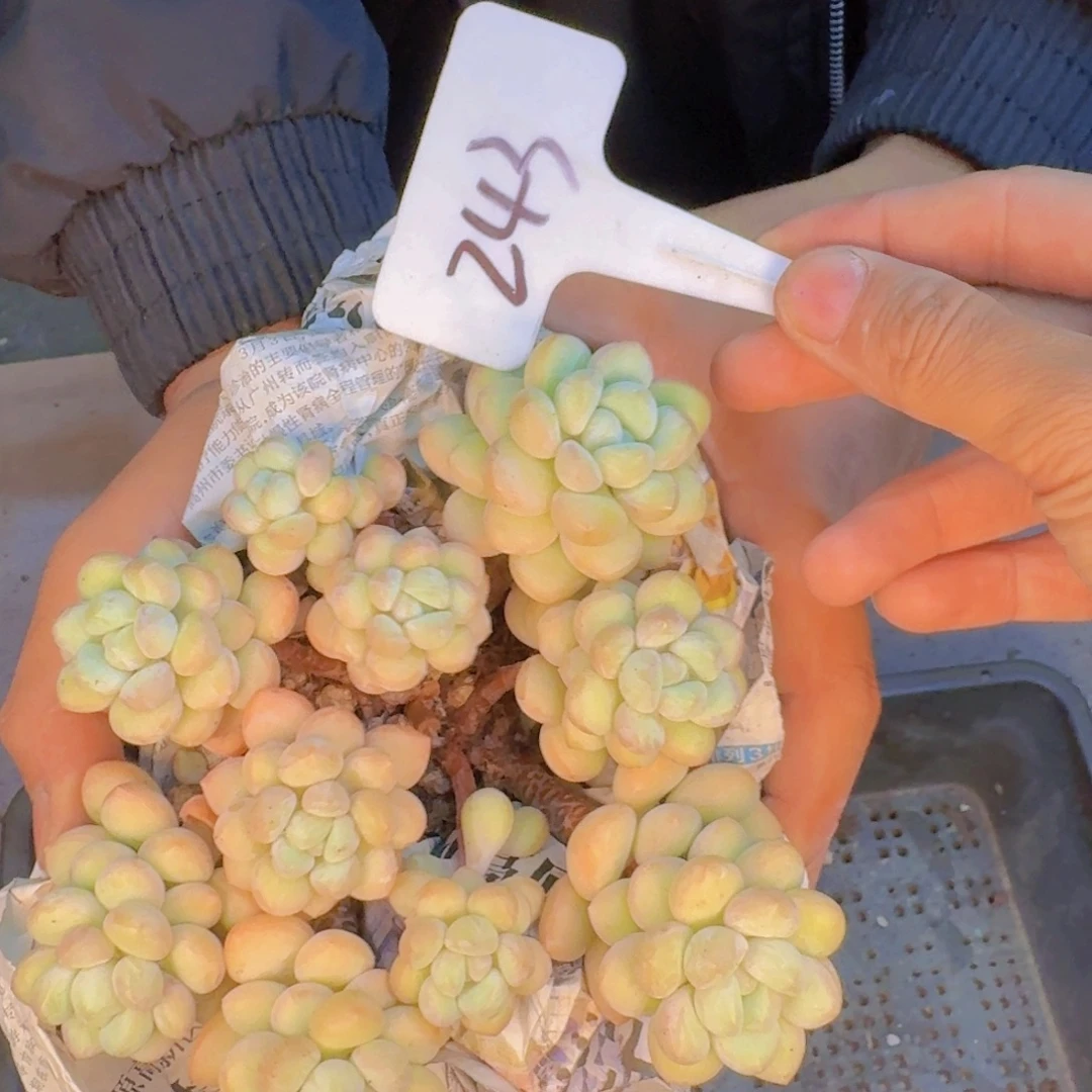 多肉植物的生长发育和