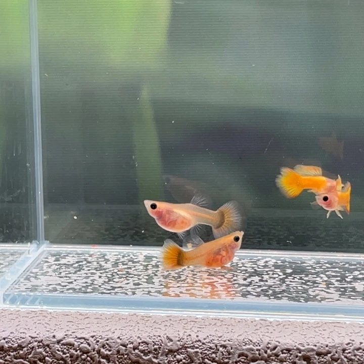 孔雀鱼黄金玻璃猫4条