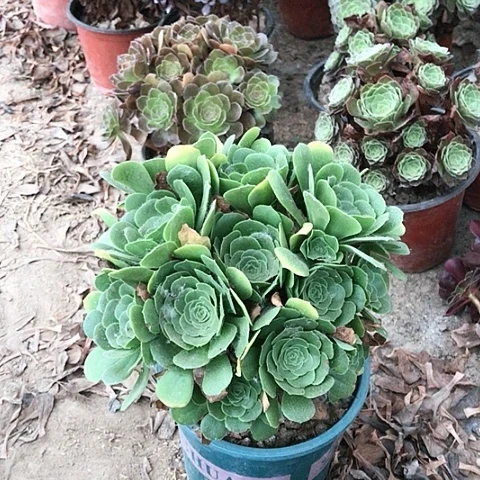 梅***z绿玫瑰法师多肉植物31
