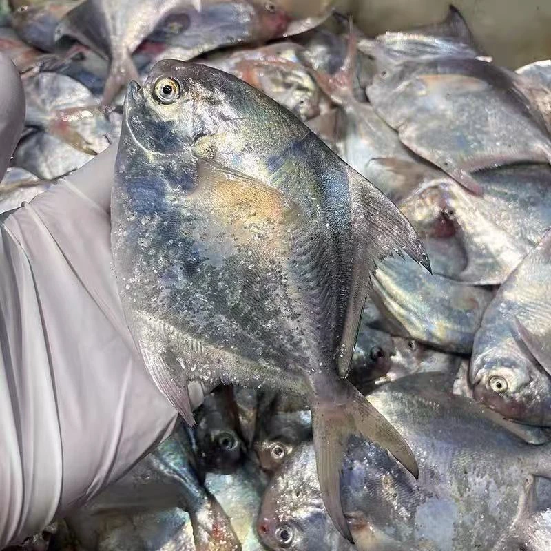 新鲜东海小鲳鱼  肉质鲜嫩  3斤/5斤