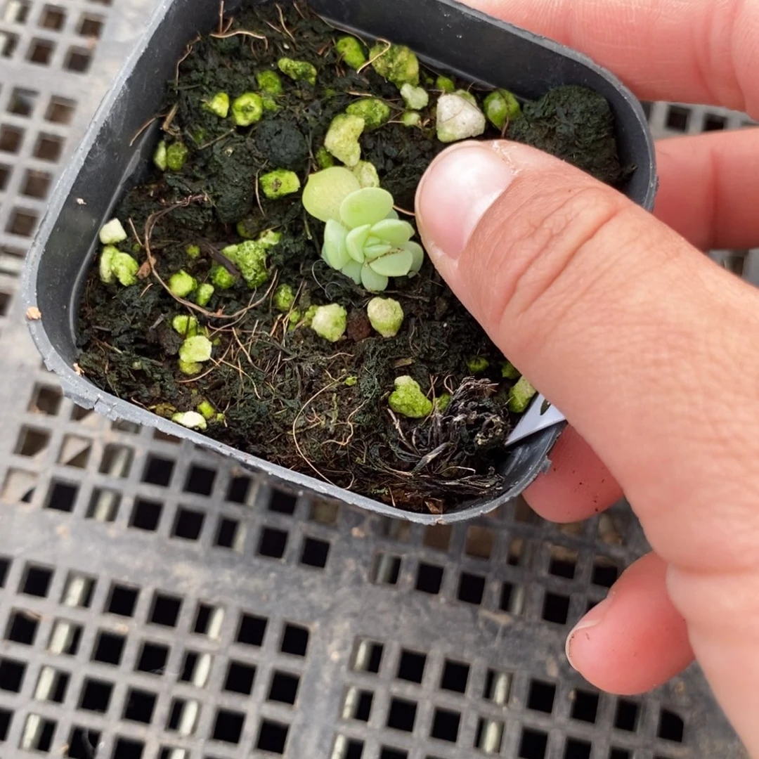 @****1标签191纸鸢一个多肉