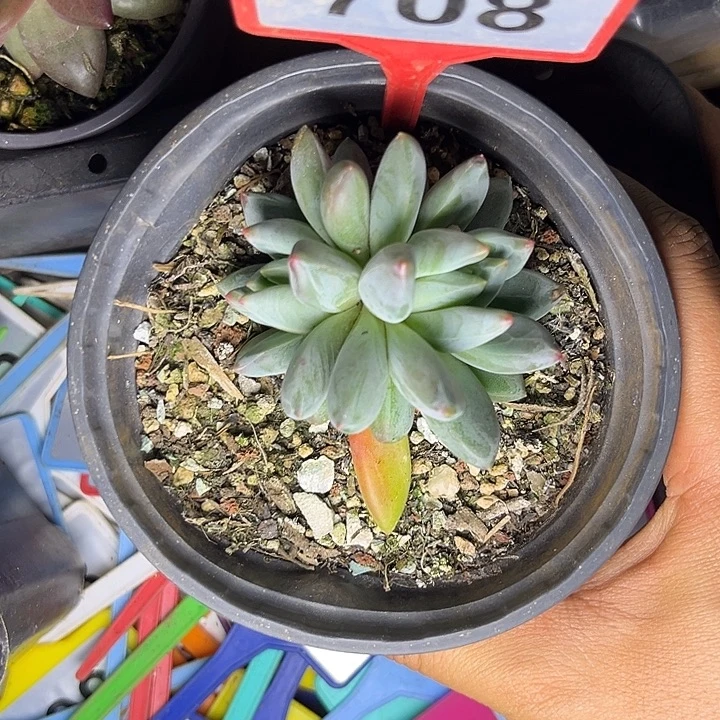 十***九多肉植物琉璃美人708