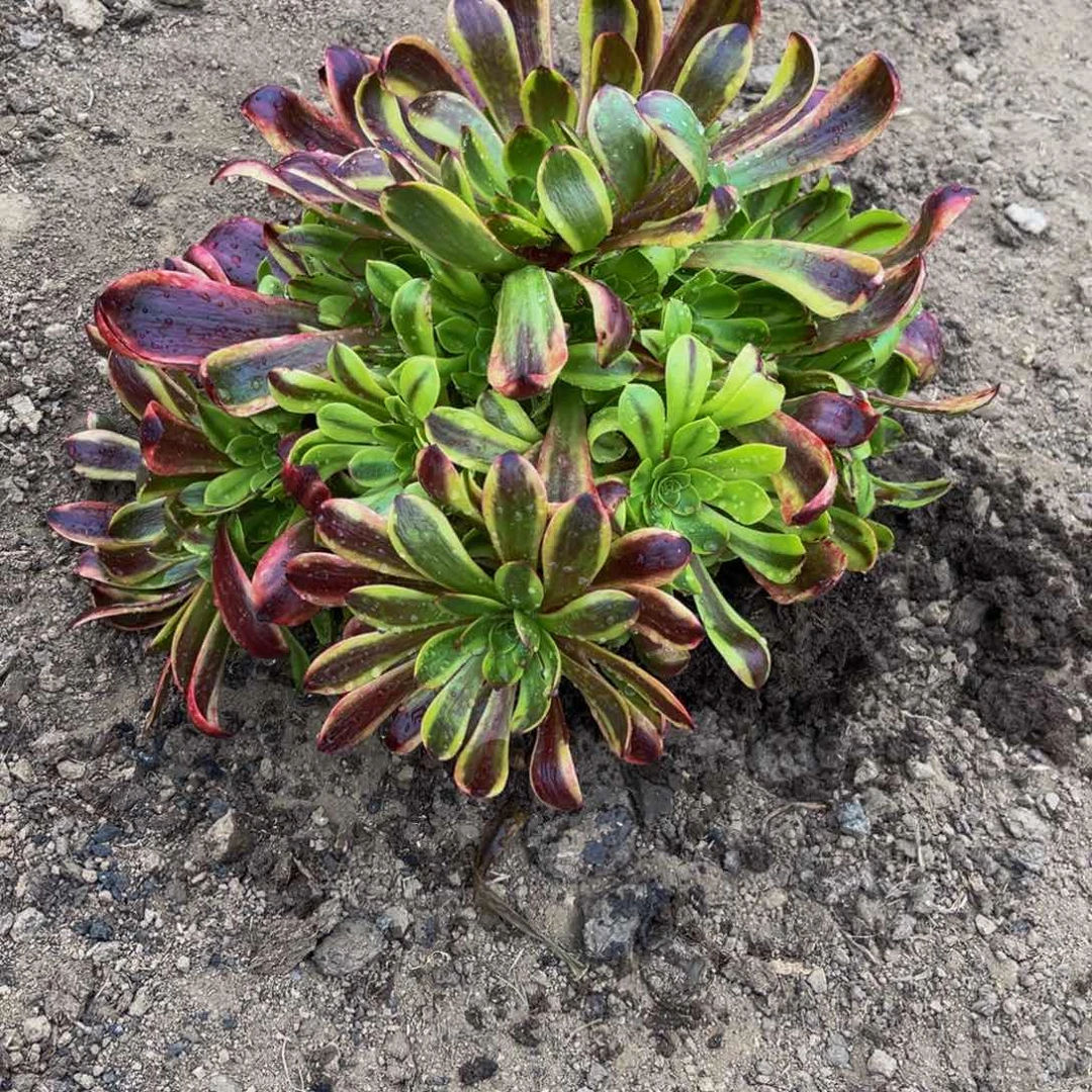 欧经理多肉植物捧花的