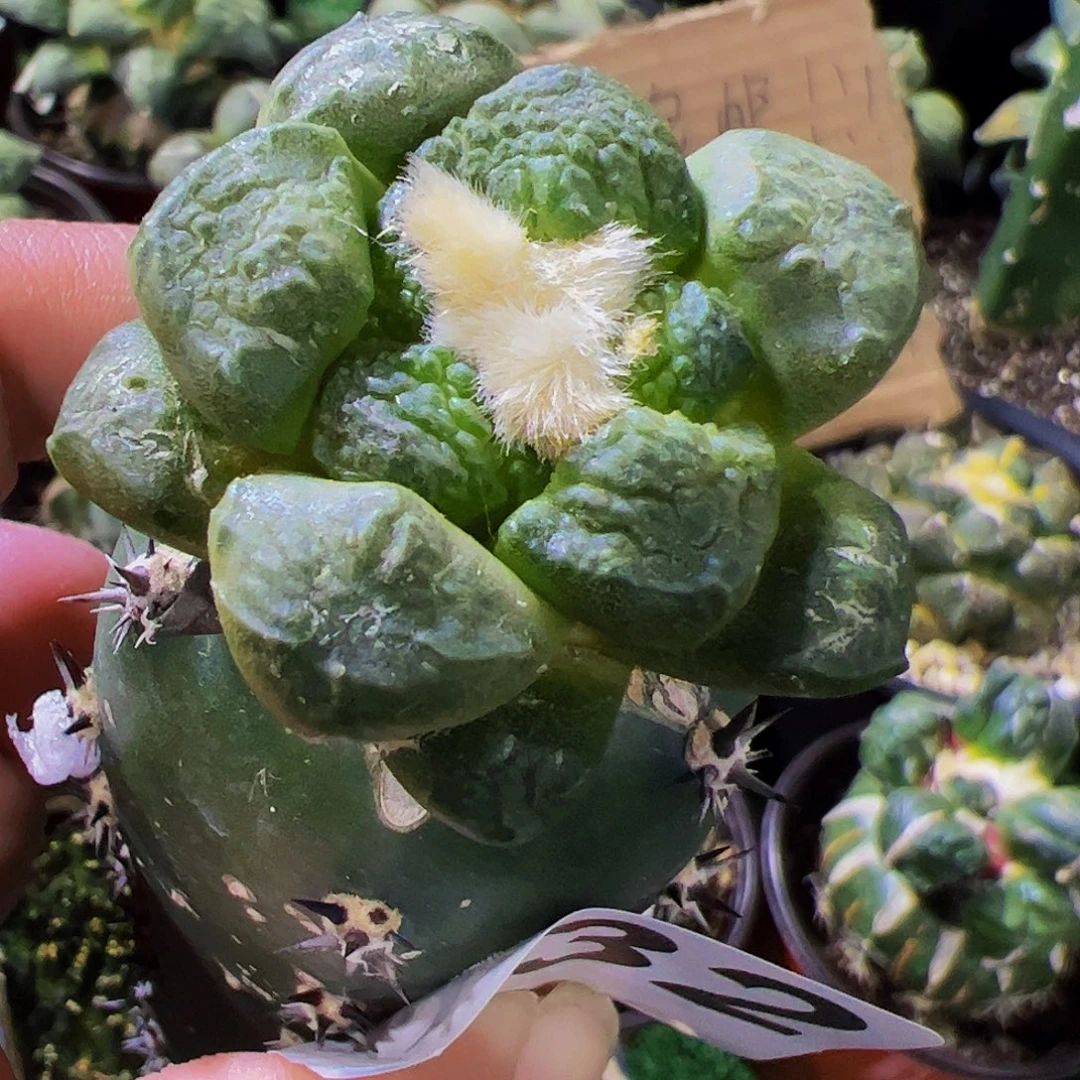 无花朵光面连山牡丹532