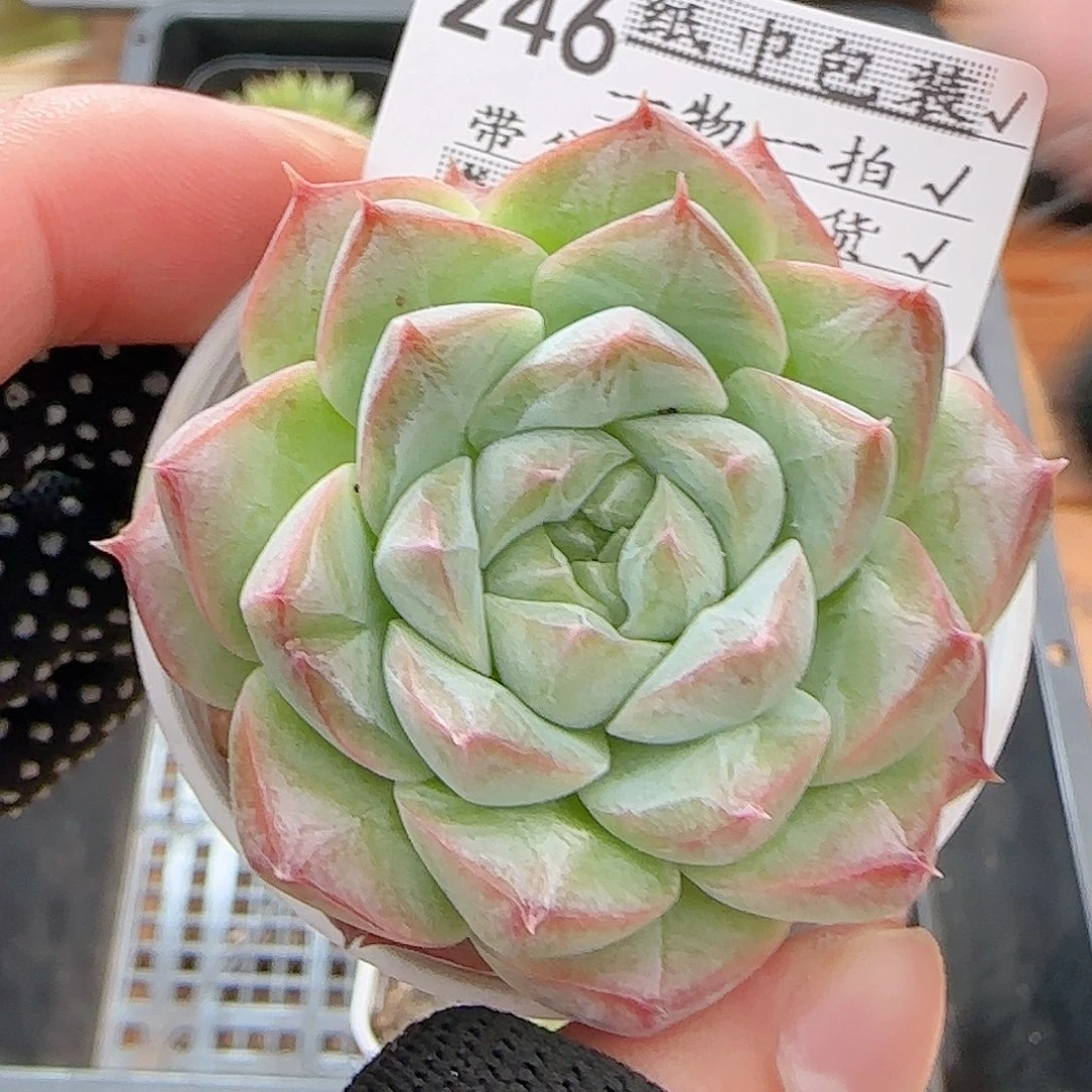 多肉0822-246福利福利