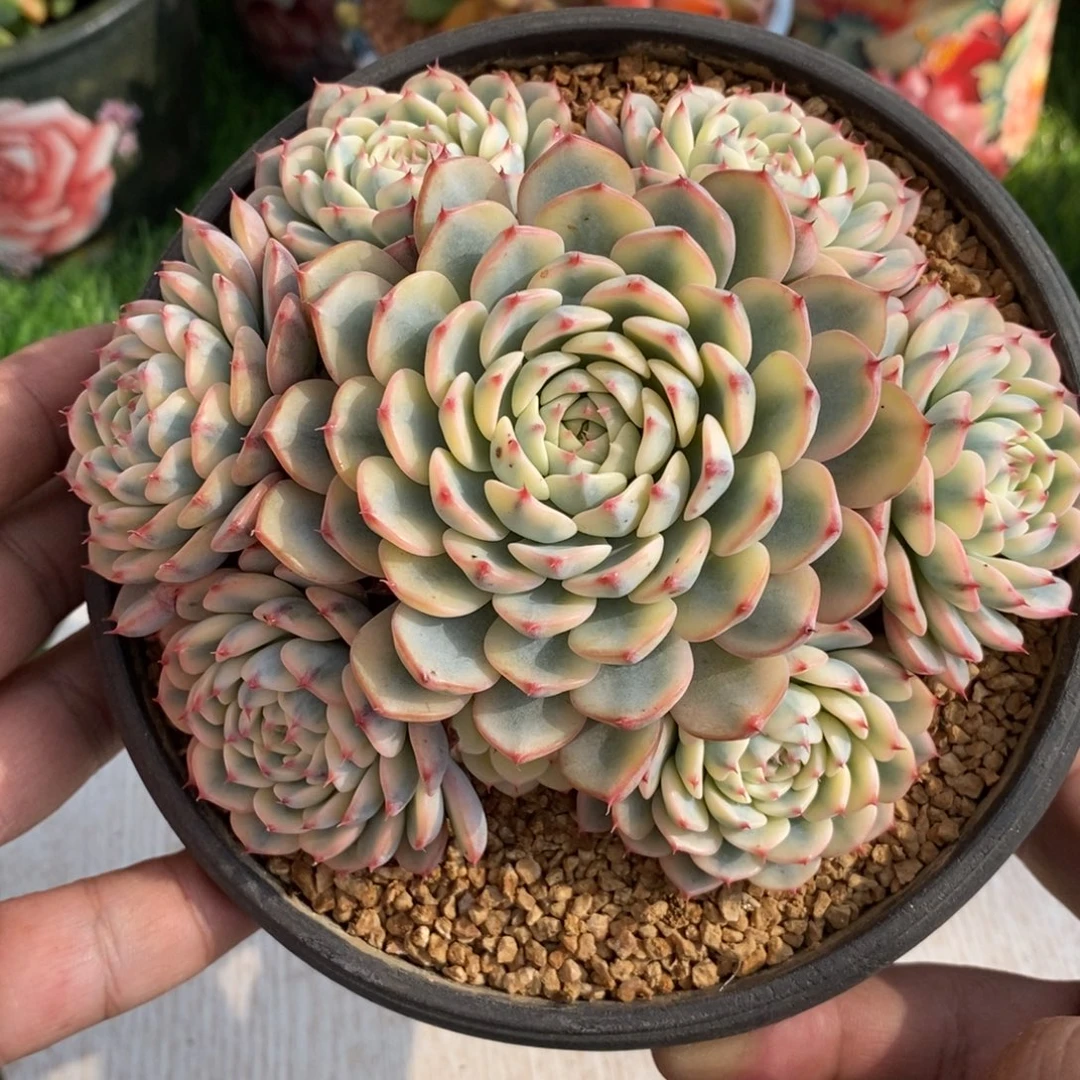 手捧姬莲锦综合链接