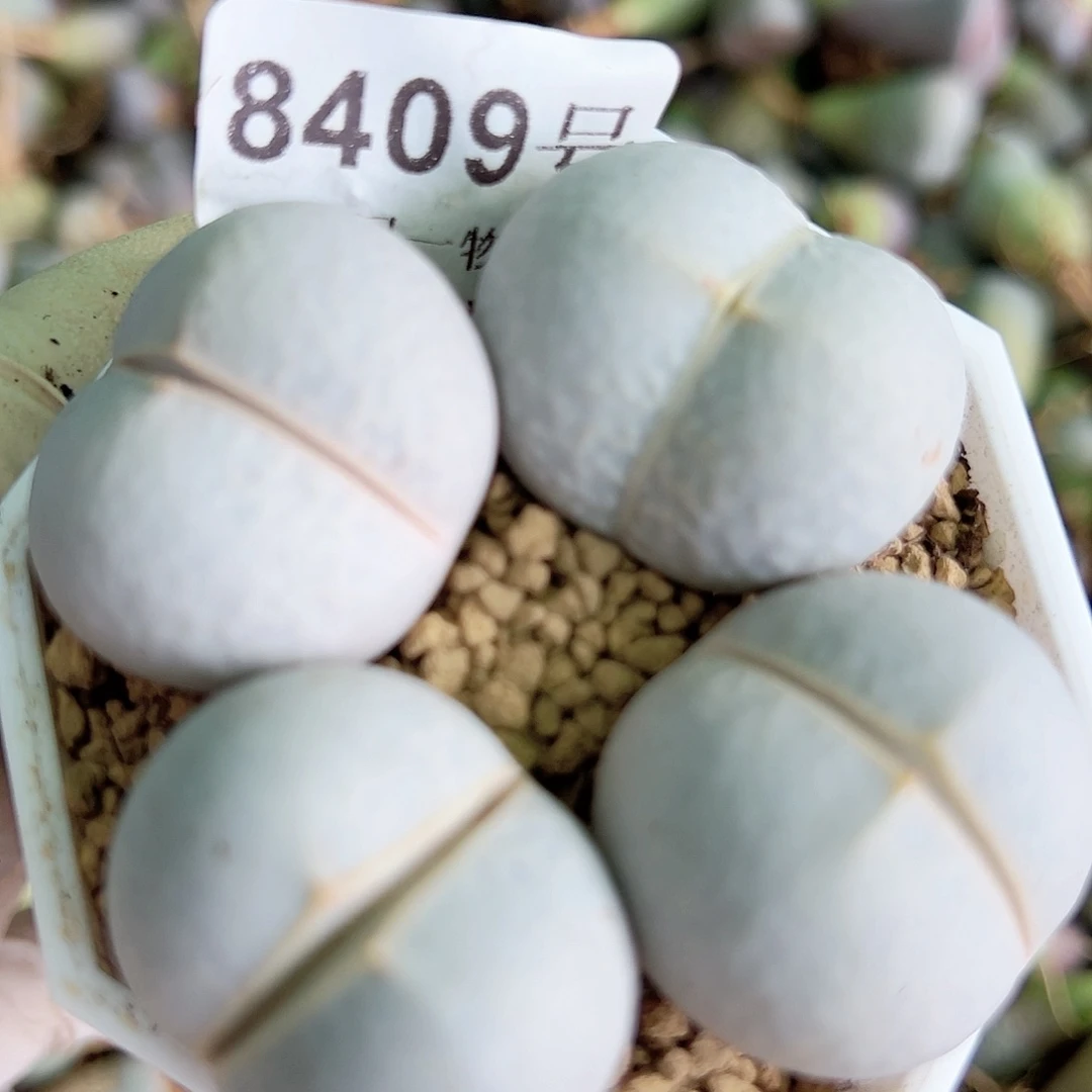 8409 好养易活生石花大母本