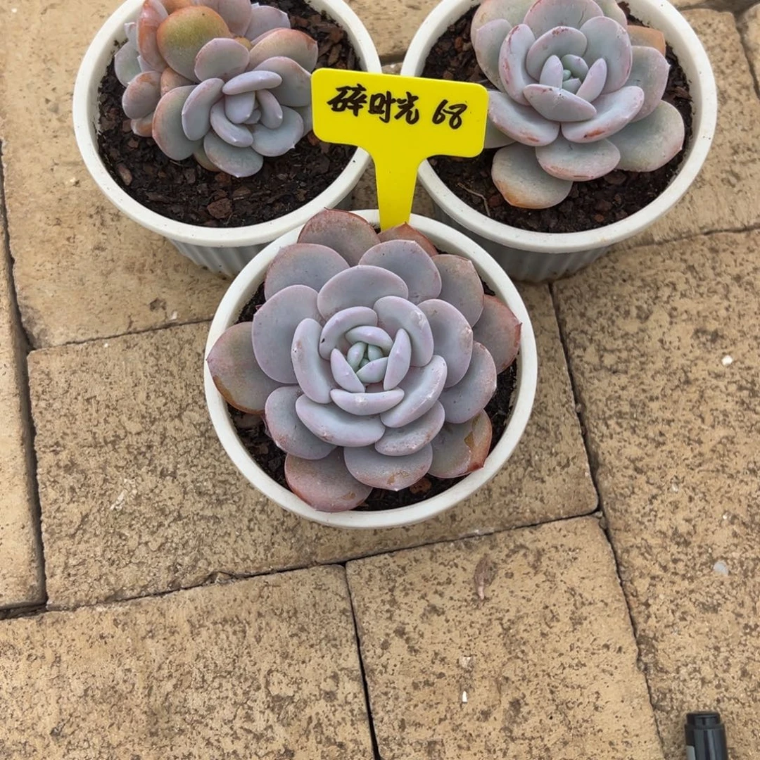 碎***光碎时光68。
