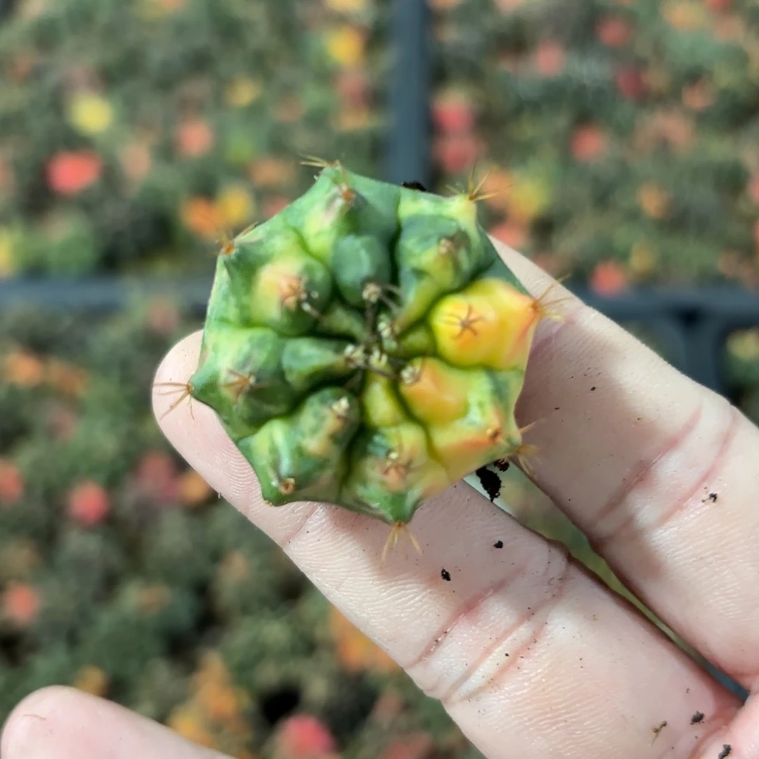 泰国米哈实生508-1119