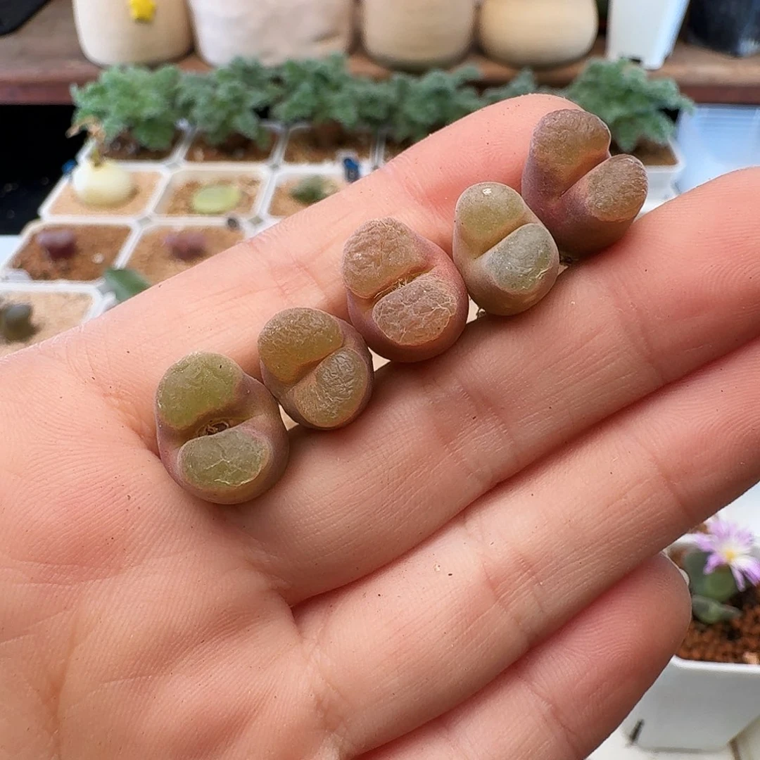 多肉植物福利肉锥328一组