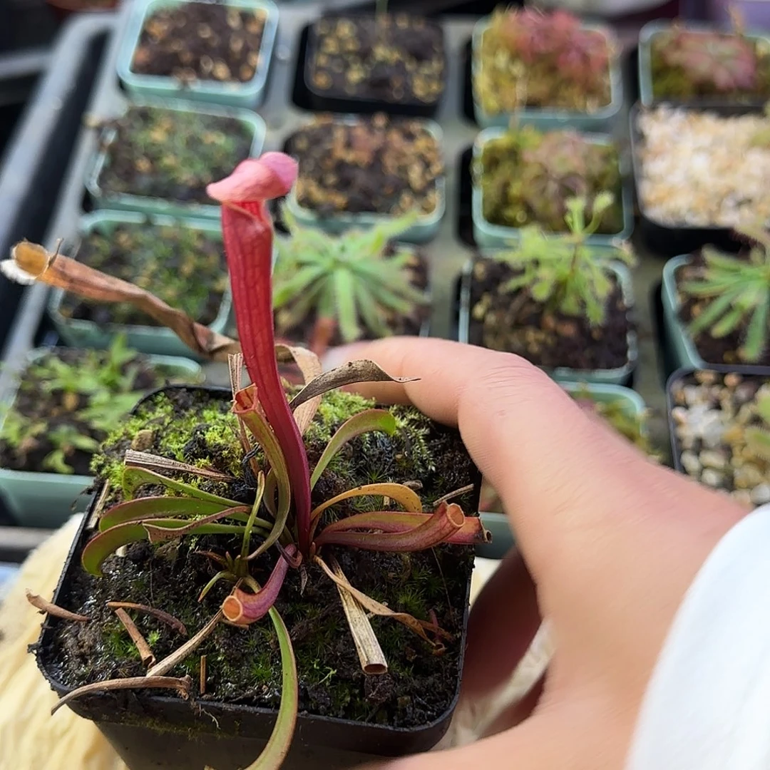 完全开放小瓶子草植物