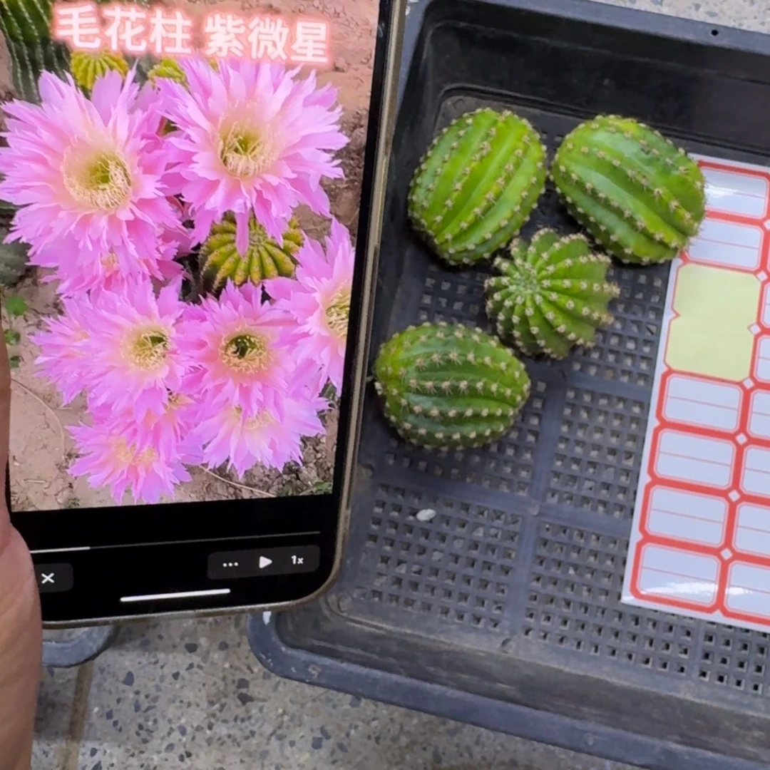 369毛紫薇星歪无根侧牙4公分左右，20包邮