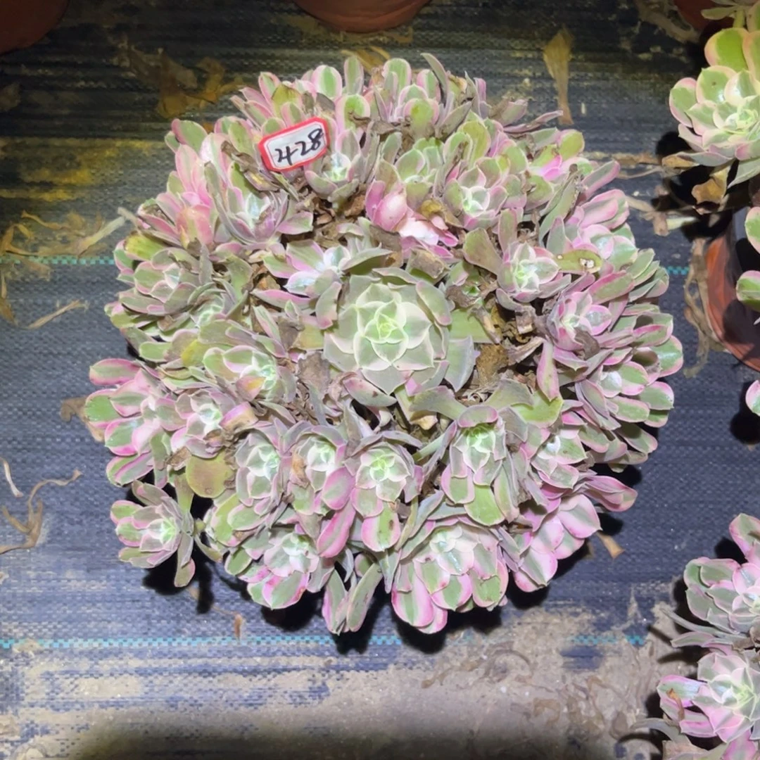 428多肉植物男神法师