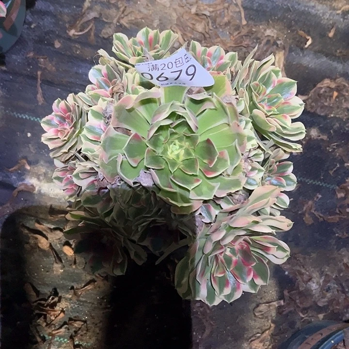 0679女郎多肉植物