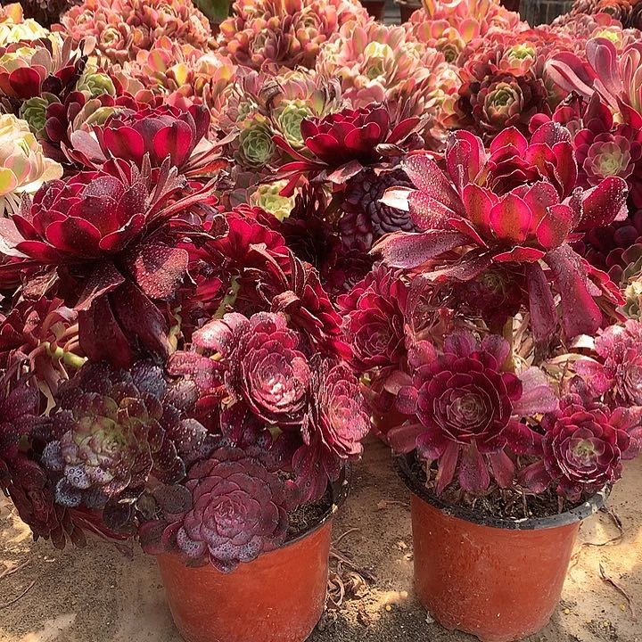 美姬多肉大师锦一棵