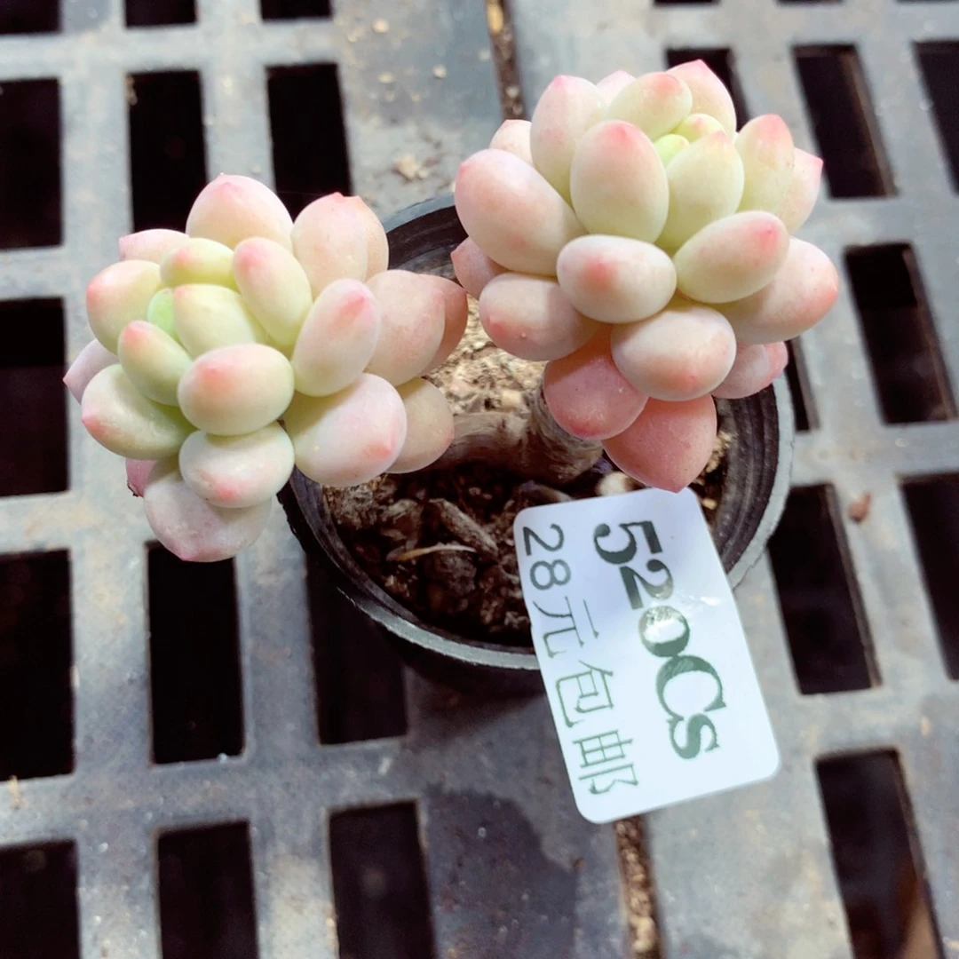 5厘米盆精控多肉520