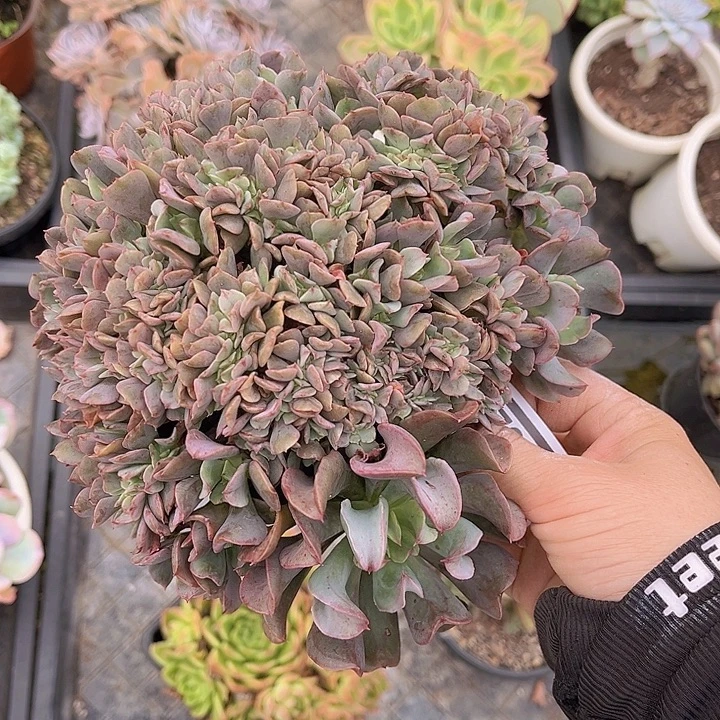 黑鹰缀25162多肉植物