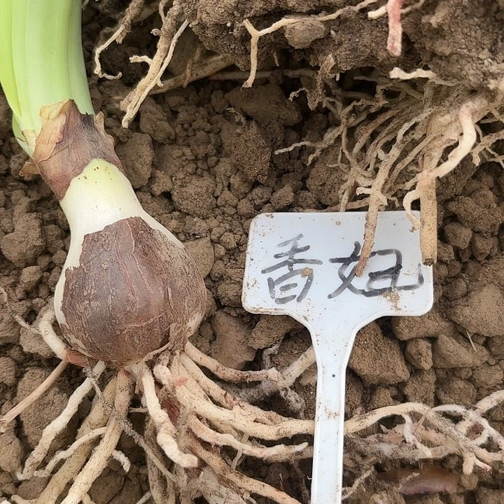 无花朵香妃大侧四左右