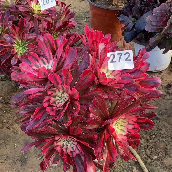 272铜壶白绣球多肉