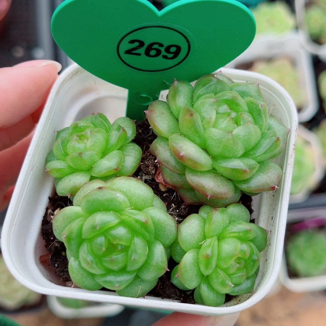 269号小老桩灯泡珍妮群
