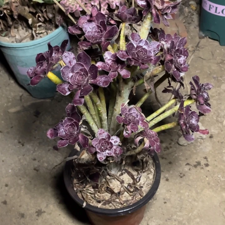 黑法师多肉多肉植物92