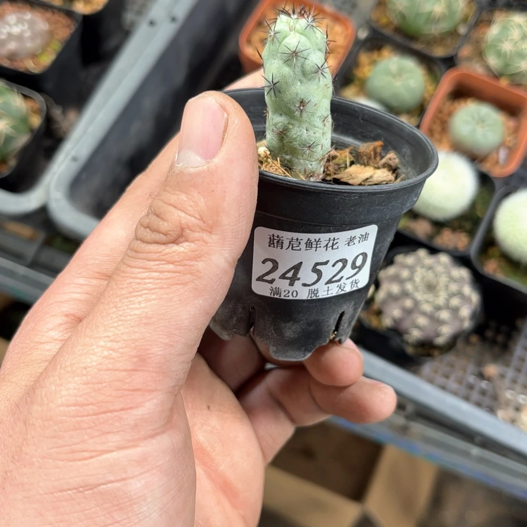 随***?24529一物一拍单头发货