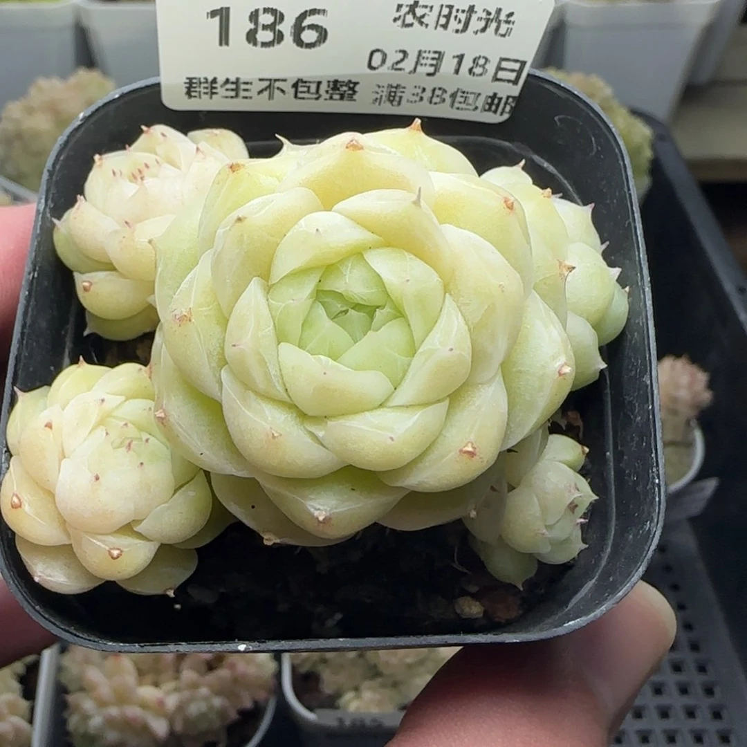 0218-186包子麦秆