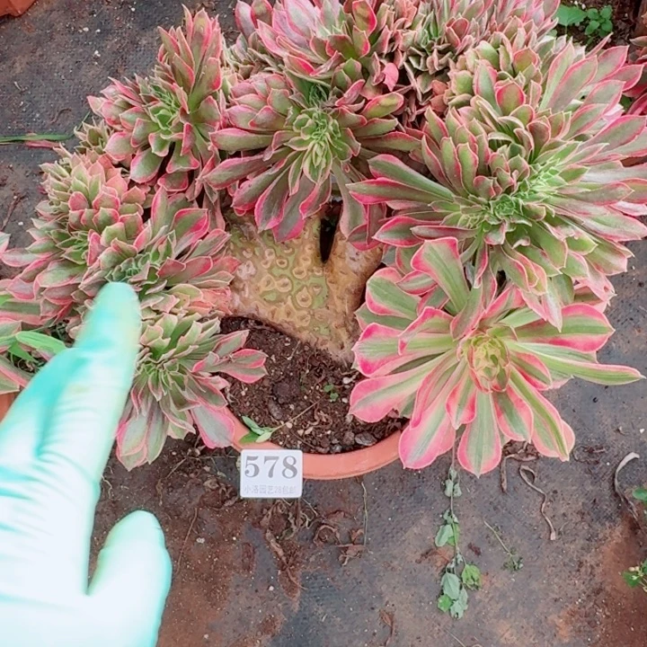 578粉女神缀化多肉植物满28包邮