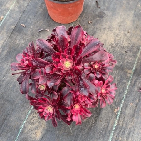 美杜莎54多肉植物法师