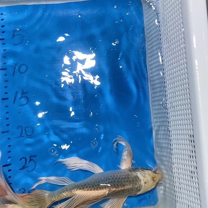 锦鲤锦鲤包邮包售后