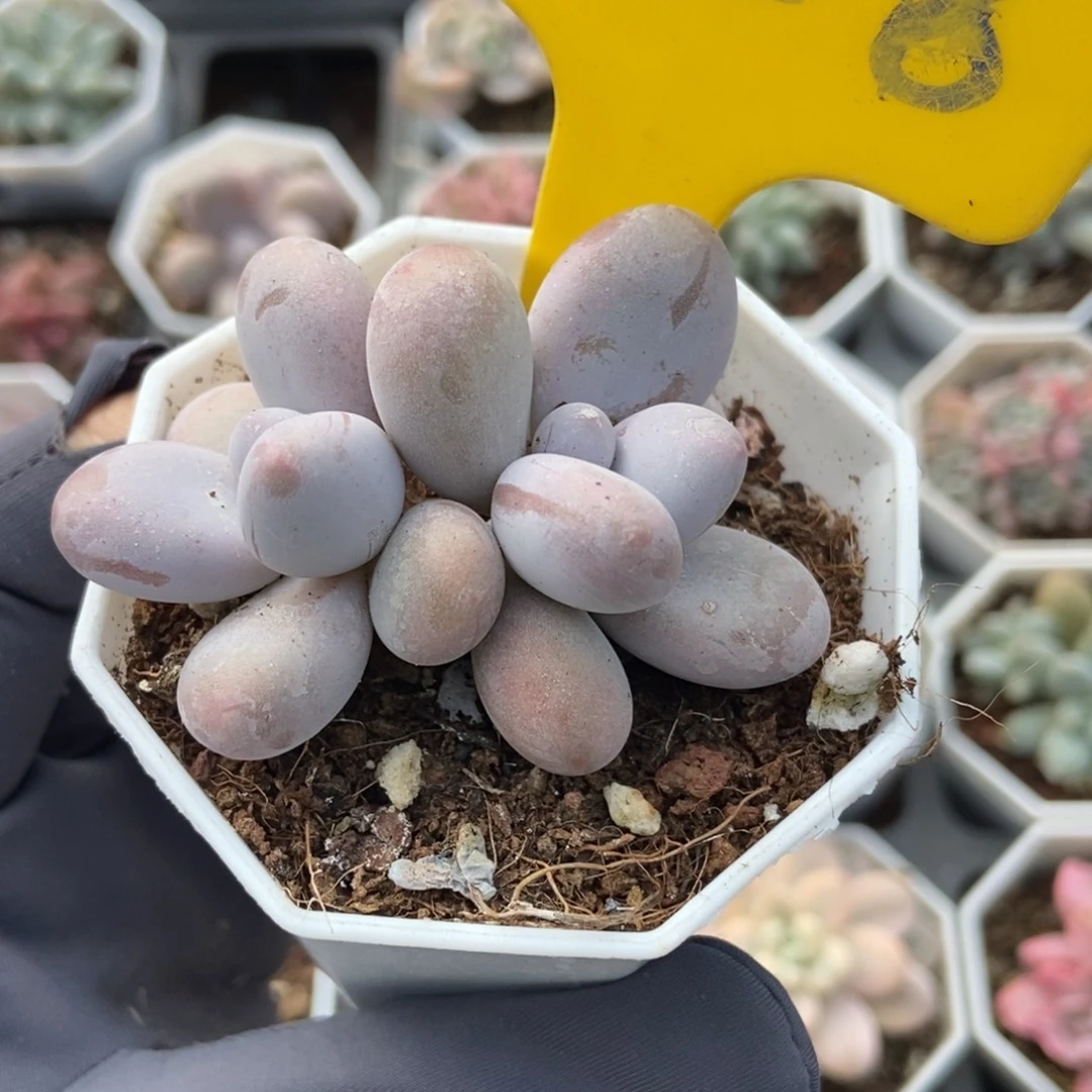 728奶酪多肉植物多肉