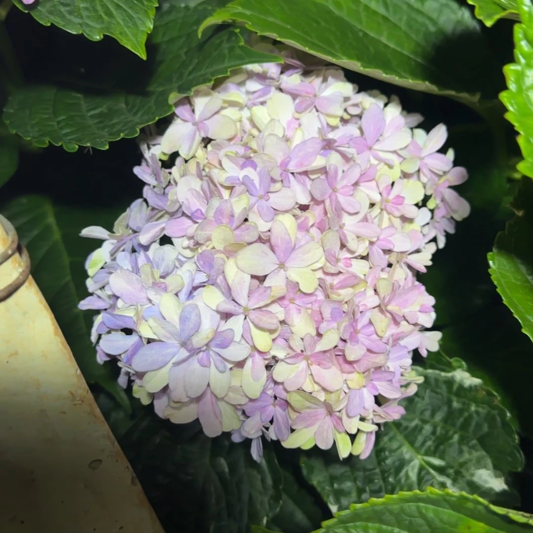大部分花苞少量开放75
