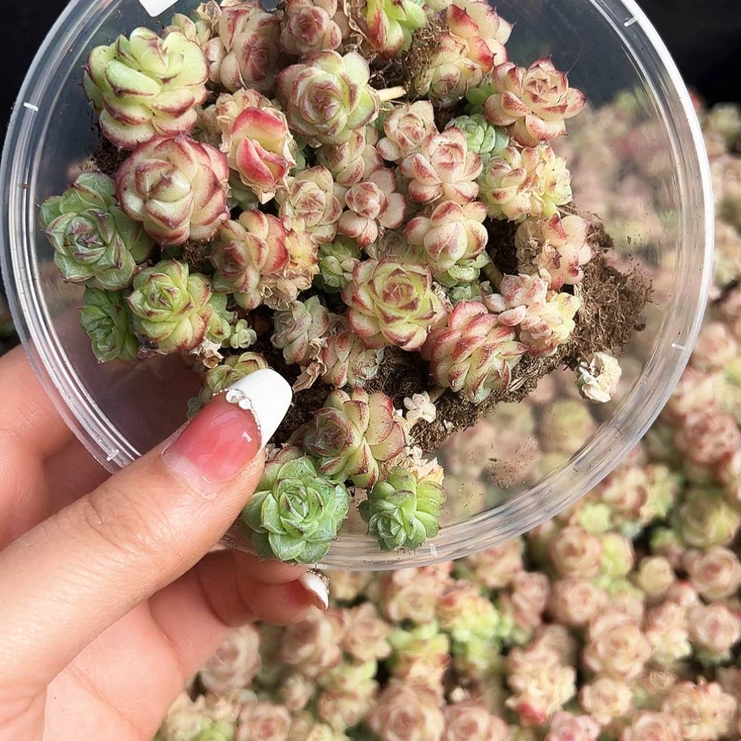 贰月园艺量拍023