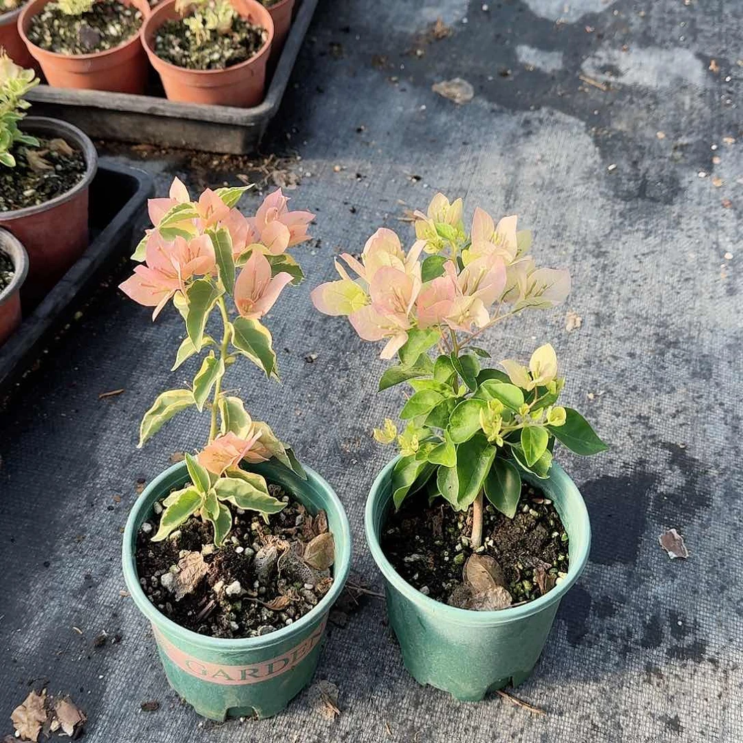 完全开放马斯和暗斑五宝