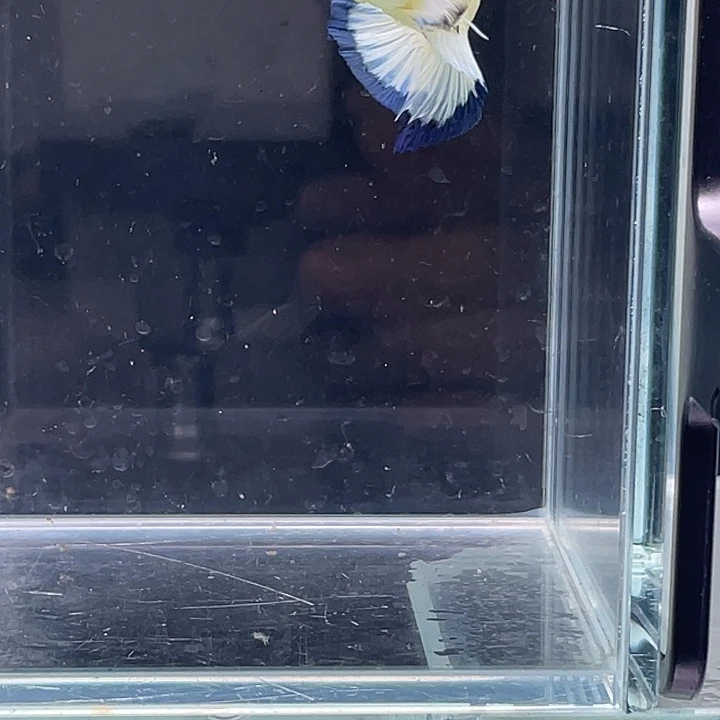 斗鱼活体不退不换 谢谢