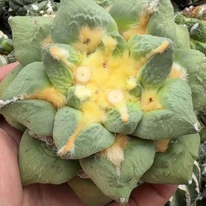 无花朵苗接大牡丹251